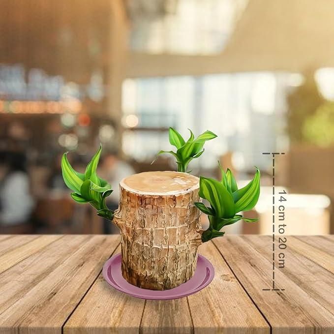 Brazilian Lucky Wood, Mini Home Plant Decorations - Image 2