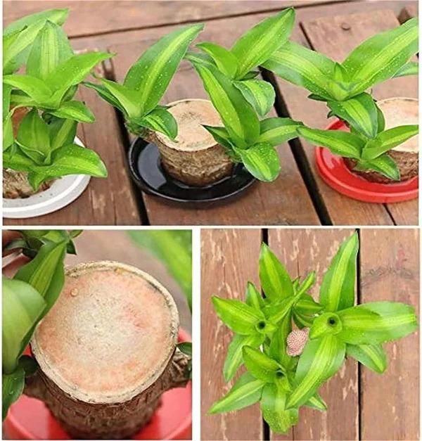 Brazilian Lucky Wood, Mini Home Plant Decorations - Image 3