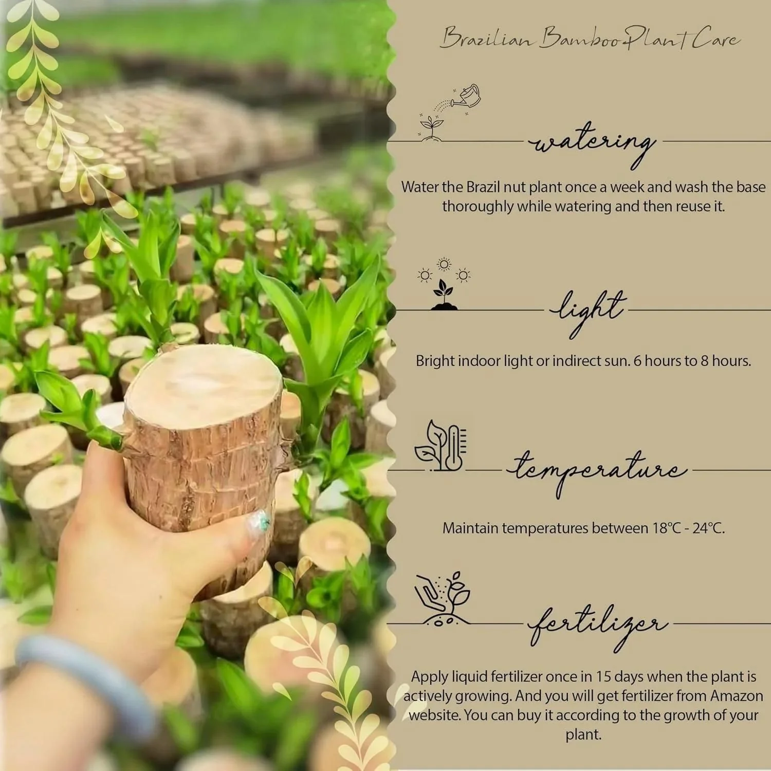Brazilian Lucky Wood, Mini Home Plant Decorations - Image 4