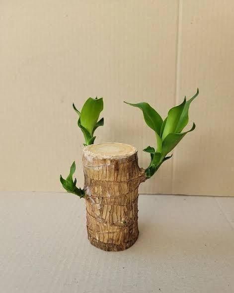 Brazilian Lucky Wood, Mini Home Plant Decorations - Image 5