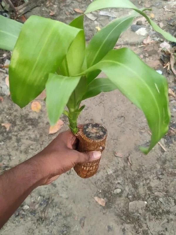 Brazilian Lucky Wood, Mini Home Plant Decorations - Image 6