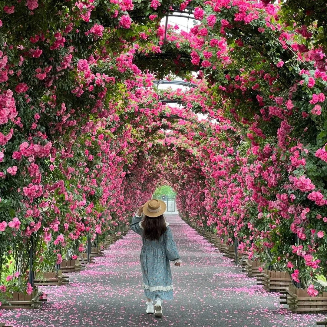 š¹ Elegant Imported Climbing Rose Flower Seeds + Plant Growth Supplement FREEš„