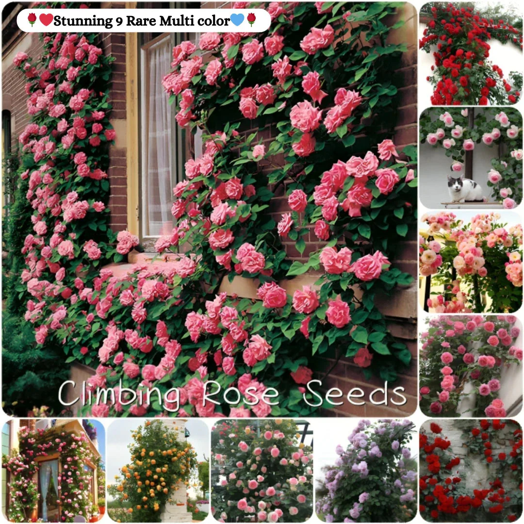 š¹ Elegant Imported Climbing Rose Flower Seeds + Plant Growth Supplement FREEš„ - Image 3