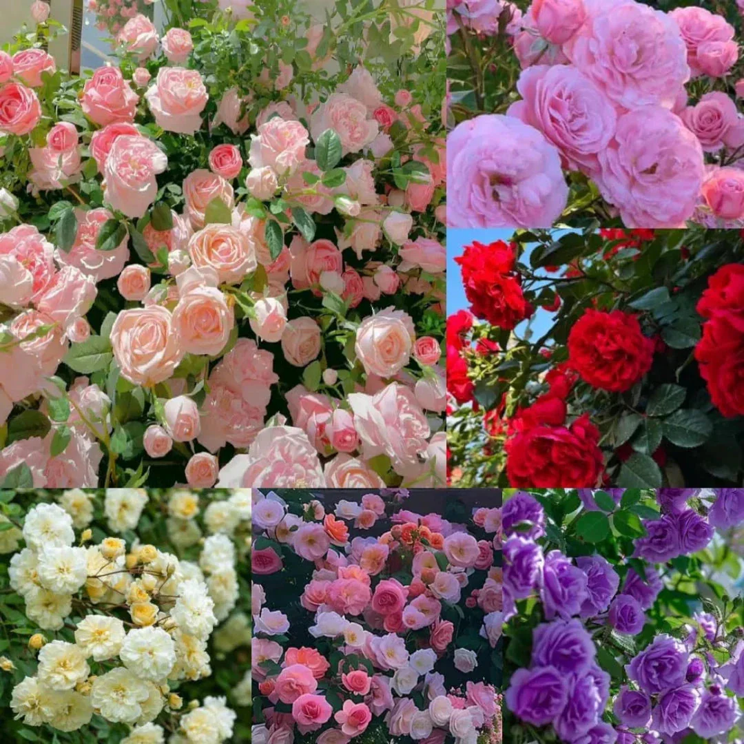 š¹ Elegant Imported Climbing Rose Flower Seeds + Plant Growth Supplement FREEš„ - Image 4