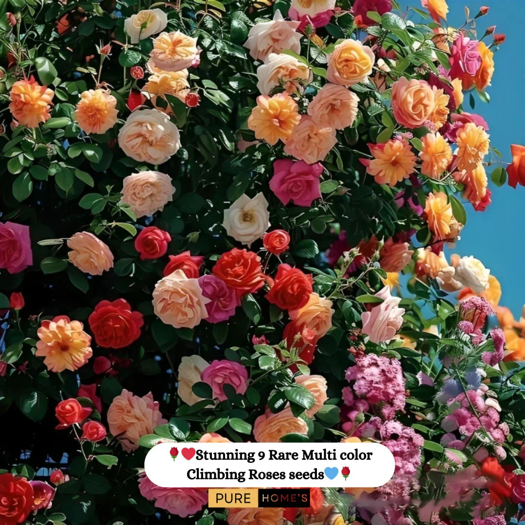 š¹ Elegant Imported Climbing Rose Flower Seeds + Plant Growth Supplement FREEš„ - Image 5