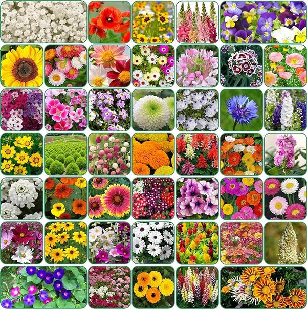 Varieties of Flower Seeds (Pack of 100) + Plant Growth Supplement Free!! - Image 2