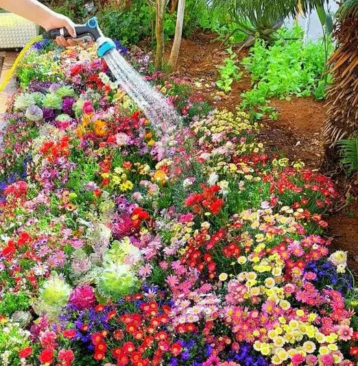 Varieties of Flower Seeds (Pack of 100) + Plant Growth Supplement Free!! - Image 3