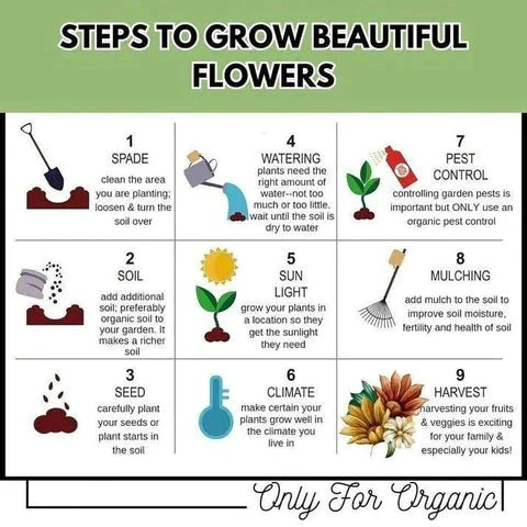 Varieties of Flower Seeds (Pack of 100) + Plant Growth Supplement Free!! - Image 6