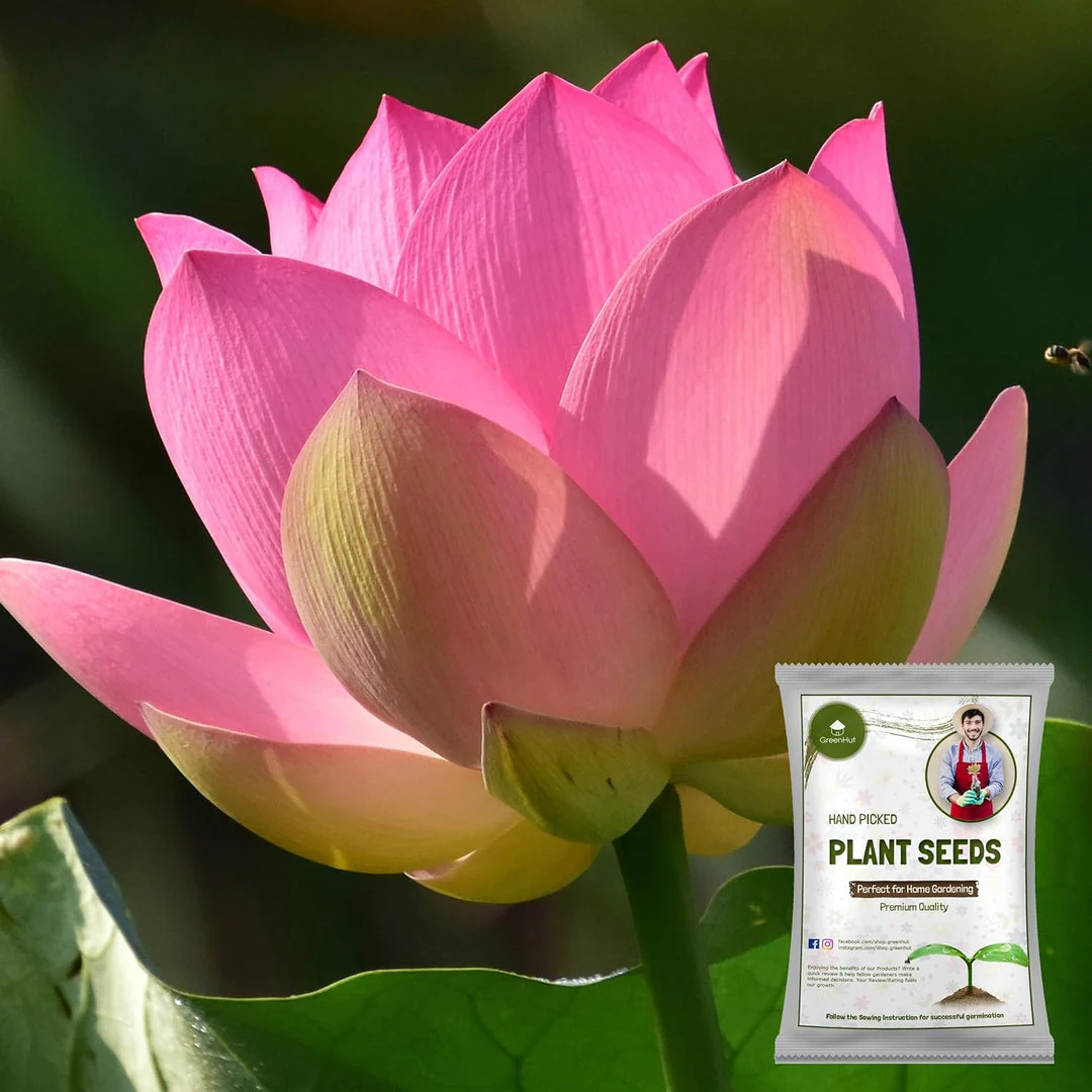 Hybrid Lotus Flower seeds | 🔥FLAT 58% OFF SALE🔥 - Image 2