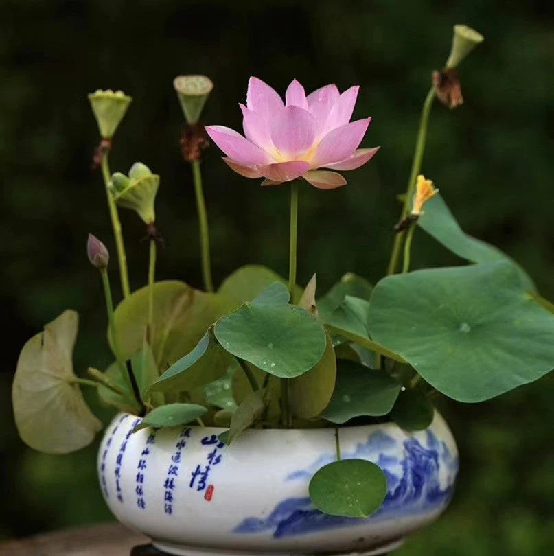 Hybrid Lotus Flower seeds | 🔥FLAT 58% OFF SALE🔥 - Image 3