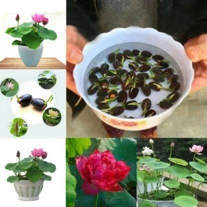 Hybrid Lotus Flower seeds | 🔥FLAT 58% OFF SALE🔥 - Image 4