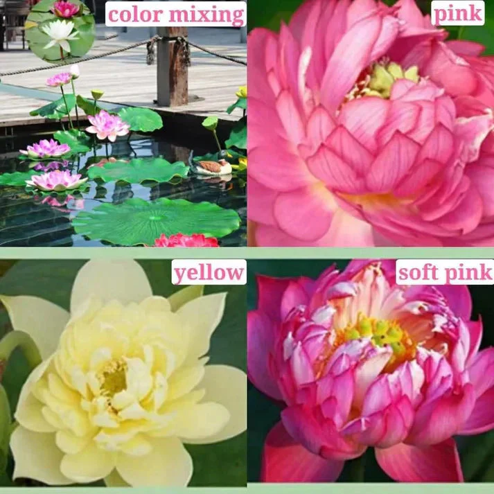Hybrid Lotus Flower seeds | 🔥FLAT 58% OFF SALE🔥 - Image 5