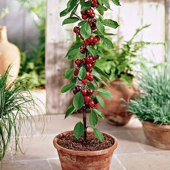 Rainier Cherry Fruit Seeds | 🍒Flat 50% Savings🍒 - Image 2