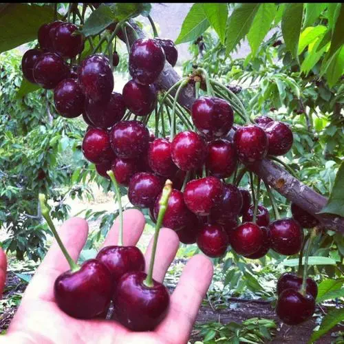 Rainier Cherry Fruit Seeds | 🍒Flat 50% Savings🍒 - Image 4