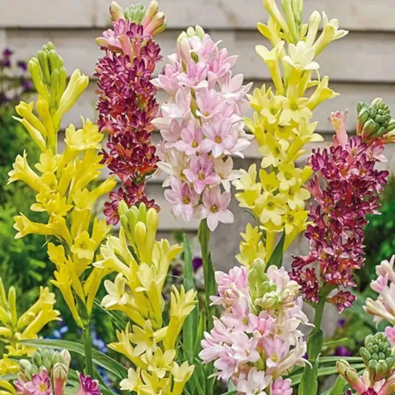 Afflorance Tuberose Bulbs (Buy 1 Get 1 Free) - Image 2