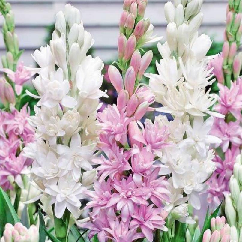 Afflorance Tuberose Bulbs (Buy 1 Get 1 Free) - Image 3