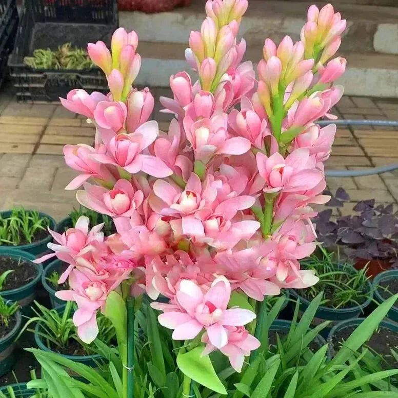 Afflorance Tuberose Bulbs (Buy 1 Get 1 Free) - Image 4