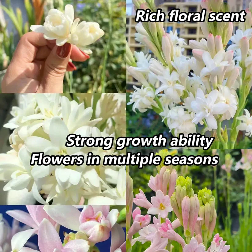 Afflorance Tuberose Bulbs (Buy 1 Get 1 Free) - Image 5