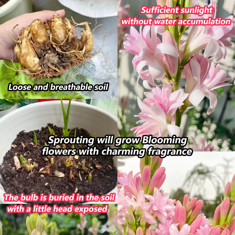 Afflorance Tuberose Bulbs (Buy 1 Get 1 Free) - Image 6